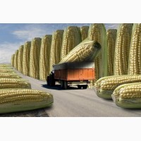 Насіння кукурудзи, канадский трансгенный гибрид кукурузы skeena ff 199 фао 250