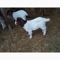 Купити Бурські кози в Україні