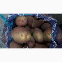 Продам насінневу картоплю сорт струмок