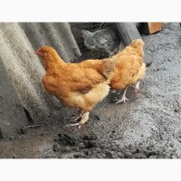 Продам цыплят курочек помесь Кохинхина