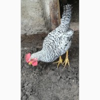 Продам цыплят курочек помесь Кохинхина