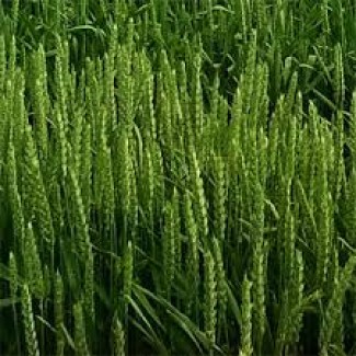 ЕТАНА насіння озимої пшениці ДСВ