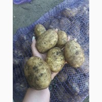 Продам картофель от 20 тонн