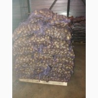 Продам картофель от 20 тонн