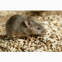 Отпугиватель грызунов крыс, мышей ультразвуковой