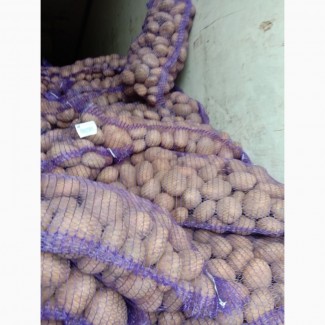 Продам картоплю білоруських сортів
