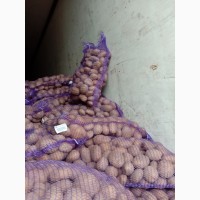 Продам картоплю білоруських сортів