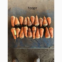 Продам Морковь первого сорта