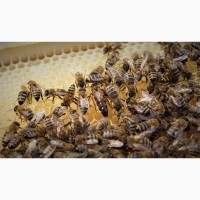 Бджоломатка Карпатка 2020 Плодные пчеломатки Хорошего качества