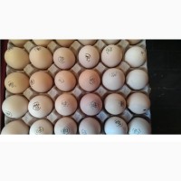 Яйца разных пород Бройлеров