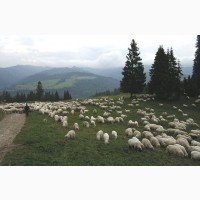 Продам вівці порода Карпатська