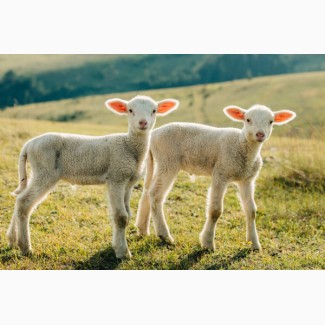 Корм для коз ягнят овец универсальный