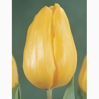 Луковицы тюльпанов из Голландии для выгонки к 8 марта. Опт от 100 шт