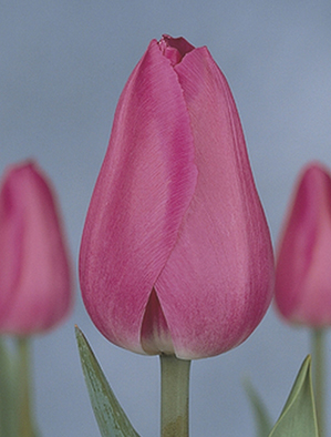 Фото 2. Луковицы тюльпанов из Голландии для выгонки к 8 марта. Опт от 100 шт