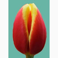Луковицы тюльпанов из Голландии для выгонки к 8 марта. Опт от 100 шт