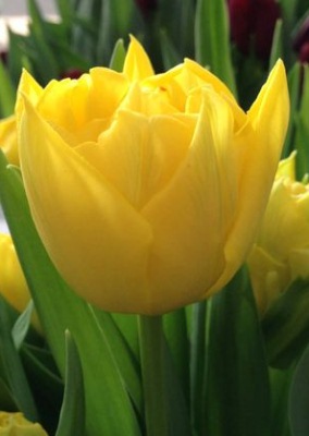 Фото 7. Луковицы тюльпанов из Голландии для выгонки к 8 марта. Опт от 100 шт