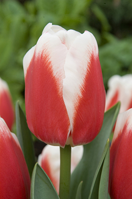 Фото 8. Луковицы тюльпанов из Голландии для выгонки к 8 марта. Опт от 100 шт
