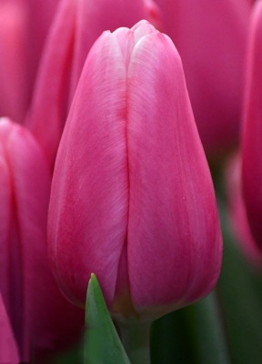 Фото 9. Луковицы тюльпанов из Голландии для выгонки к 8 марта. Опт от 100 шт