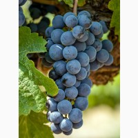 Продам виноград технических сортов (Каберне Совиньон, Мерло, Мускат белый, Ркацители)