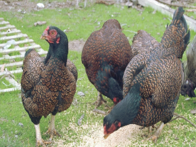 Фото 3. Инкубационное яйцо, Цыплята. Корниш красно-черный, красно-белый