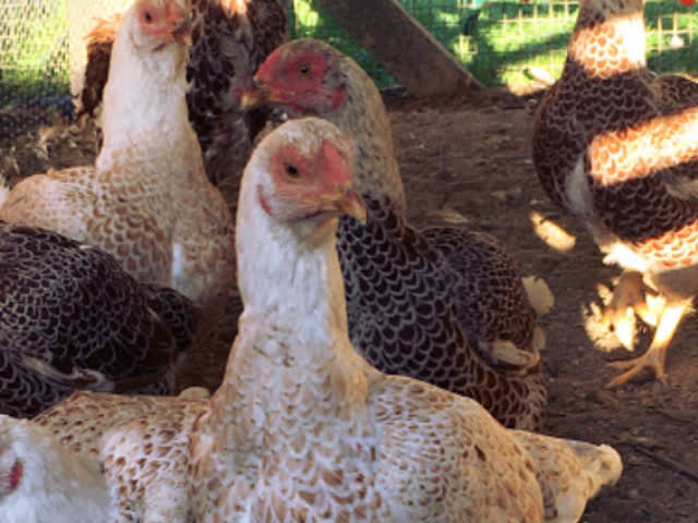Фото 7. Инкубационное яйцо, Цыплята. Корниш красно-черный, красно-белый