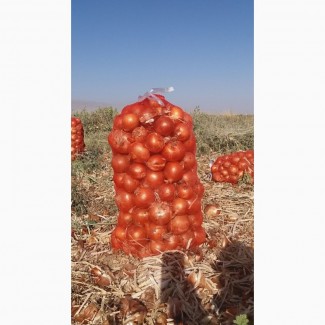 Экспорт лука из Узбекистана
