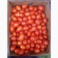 Продам помідори от 1тони