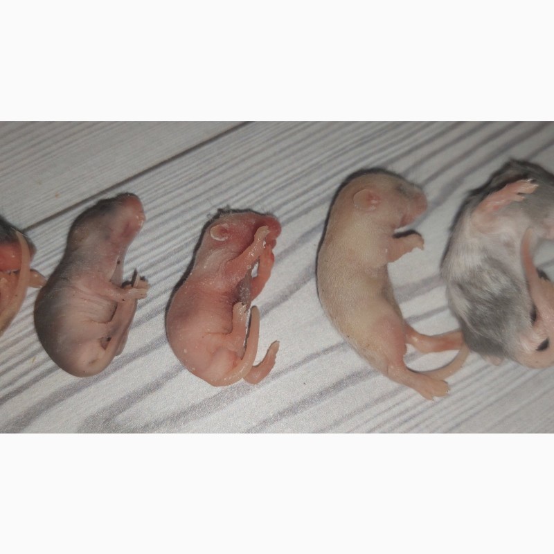 Фото 2. Кормовые крысы и мыши разного размера, замороженные