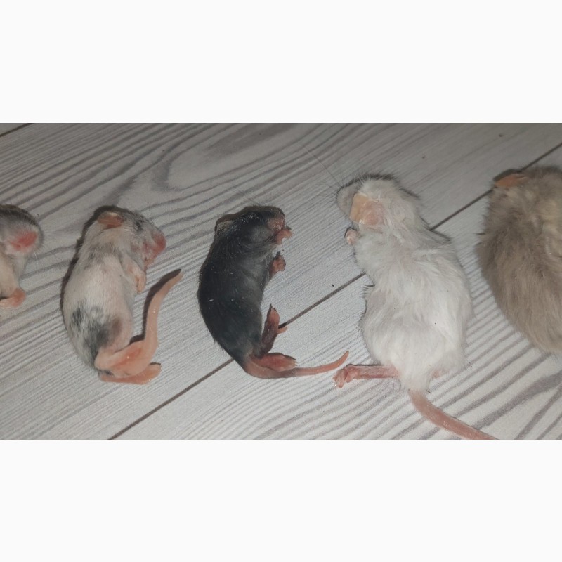 Фото 3. Кормовые крысы и мыши разного размера, замороженные