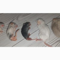 Кормовые крысы и мыши разного размера, замороженные