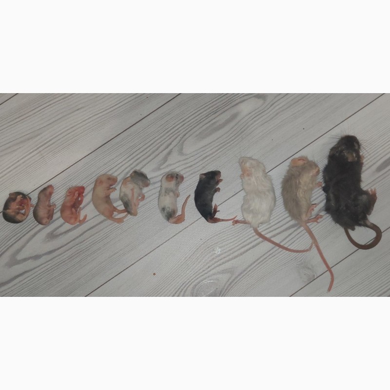 Фото 4. Кормовые крысы и мыши разного размера, замороженные