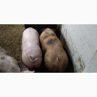 Продам беконних свиней
