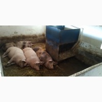 Продам беконних свиней