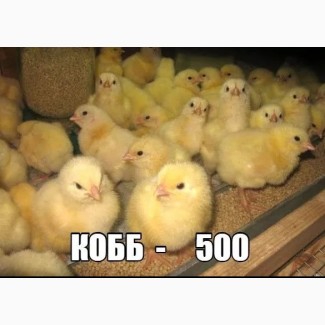 КООБ-500