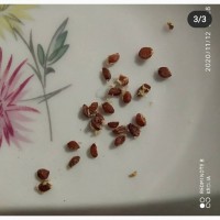 Смородина белая (семена 40 шт), (саженцы 1, 2, 3, года)