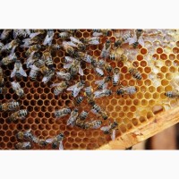 Пчелы, Пчелосемьи, Бджоли, Бджолосімї, Пасіка продам система Украинка 2022, Черкаська обл
