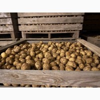 Картопля Рів#039;єра гуртом у Луцьку, продовольча картопля ум. Луцьк