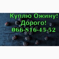 Підприємство за найвищими цінами закуповує ожину