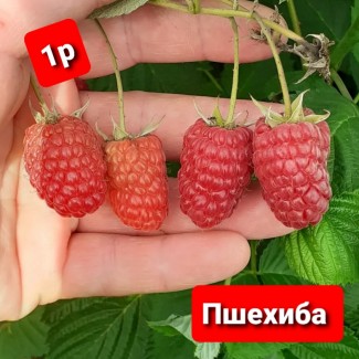 Продам Саджанці малини сорт Пшехиба. Літній сорт (ЗКС)