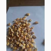 Ркализуем кукурузу