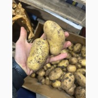 Молодая картошка Азербайджан