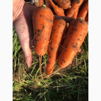 Продам оптом моркву товарну, Полтавська область