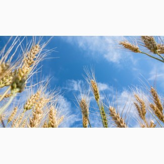 Породам посівний матеріал пшениці Шпалівка 1ша реп-ція