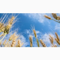 Породам посівний матеріал пшениці Шпалівка 1ша реп-ція