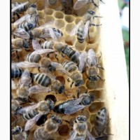 Продам якісні бджолині матки Карніка 2024р