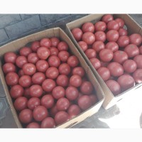 Продам розовый помидор 27 грн