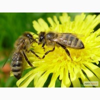 Продам 4-х рамочні бджолопакети Поліської породи бджіл