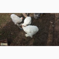 Продаю куры, цыплята и яйца Кохинхин
