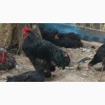 Продаю куры, цыплята и яйца Кохинхин