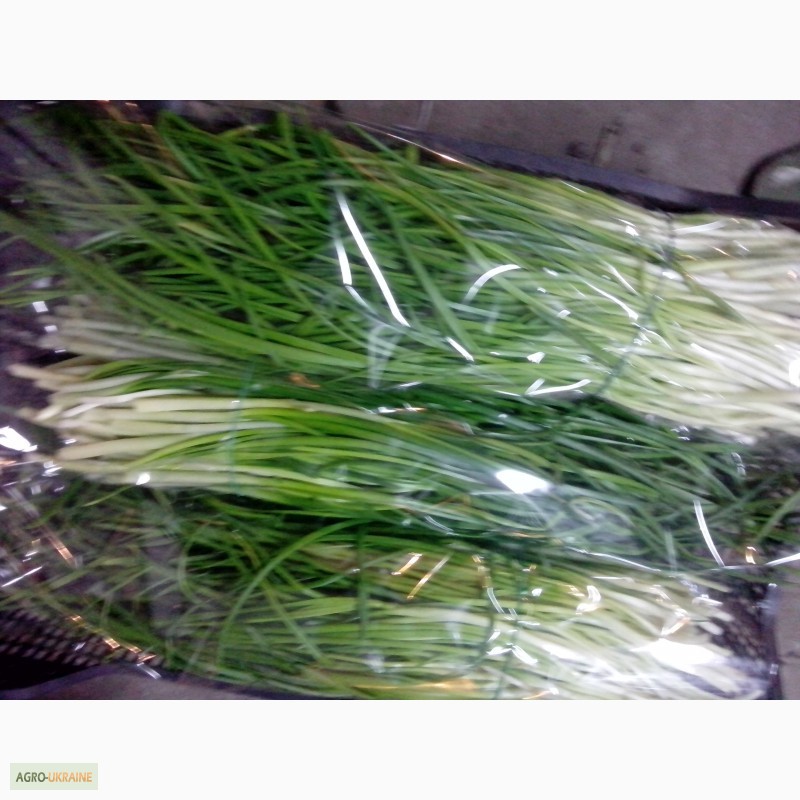Фото 3. Продам зеленый лук перо